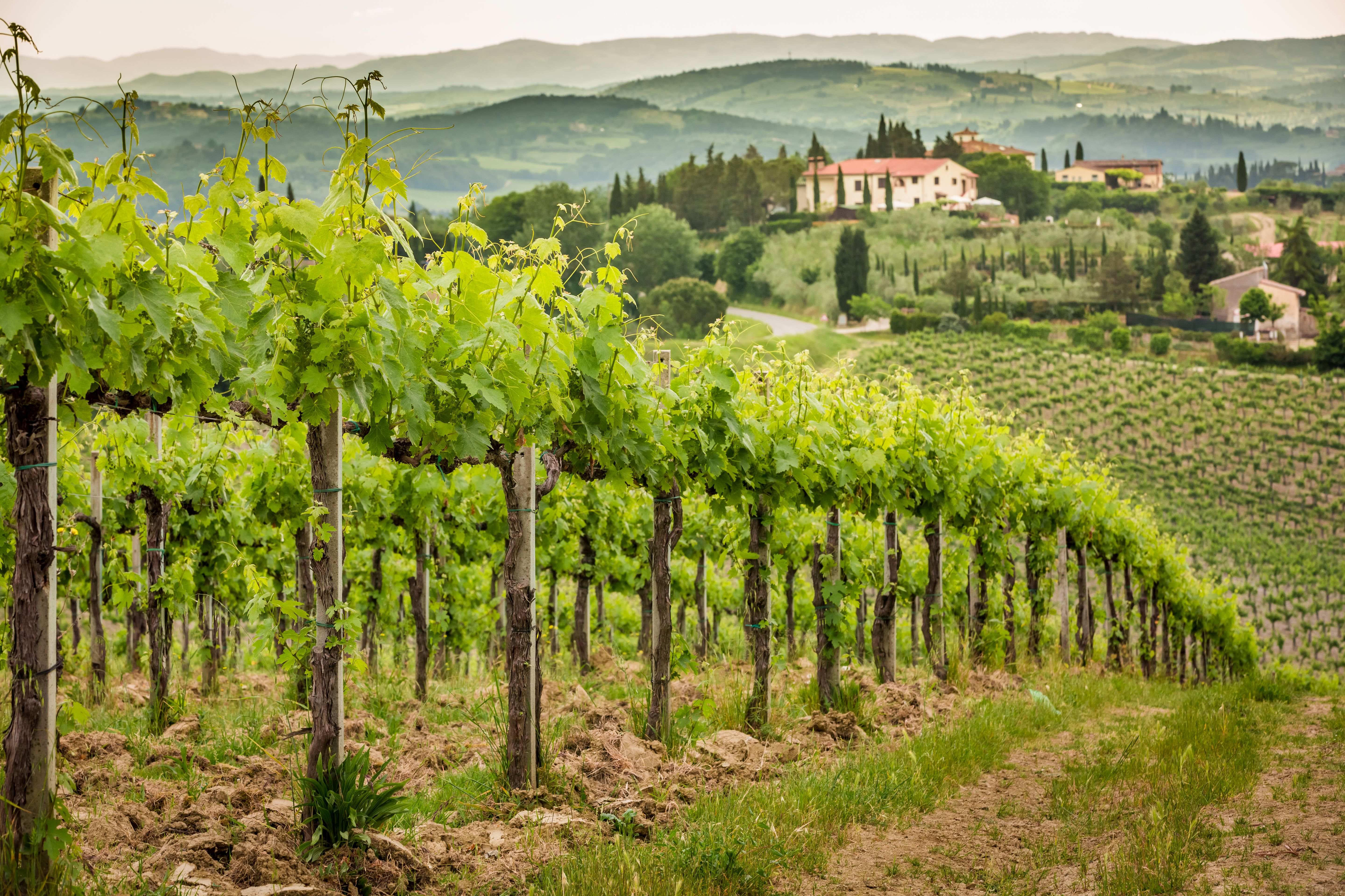 Frascati Wine Road