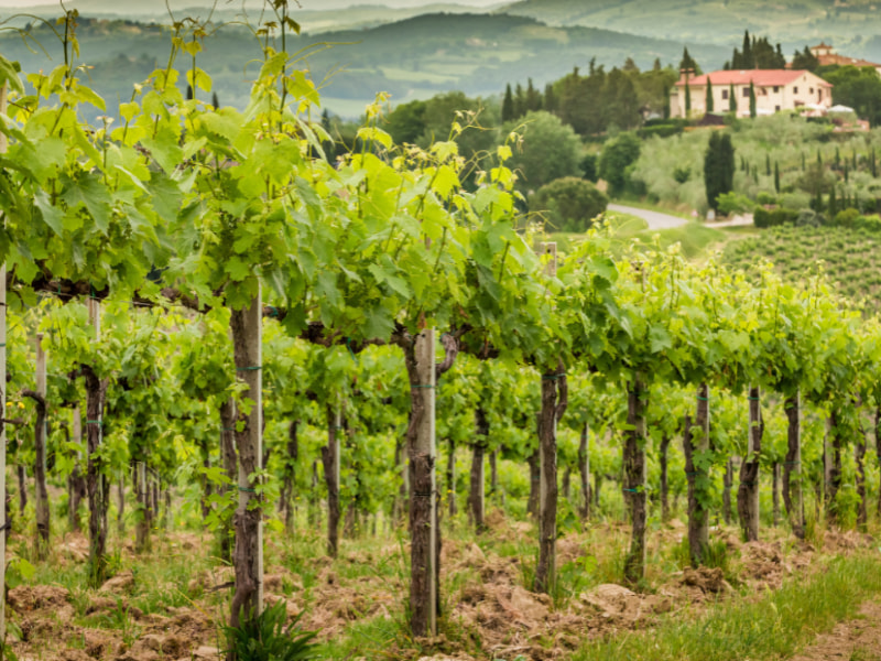 Tuscany Wine and Olive Tour