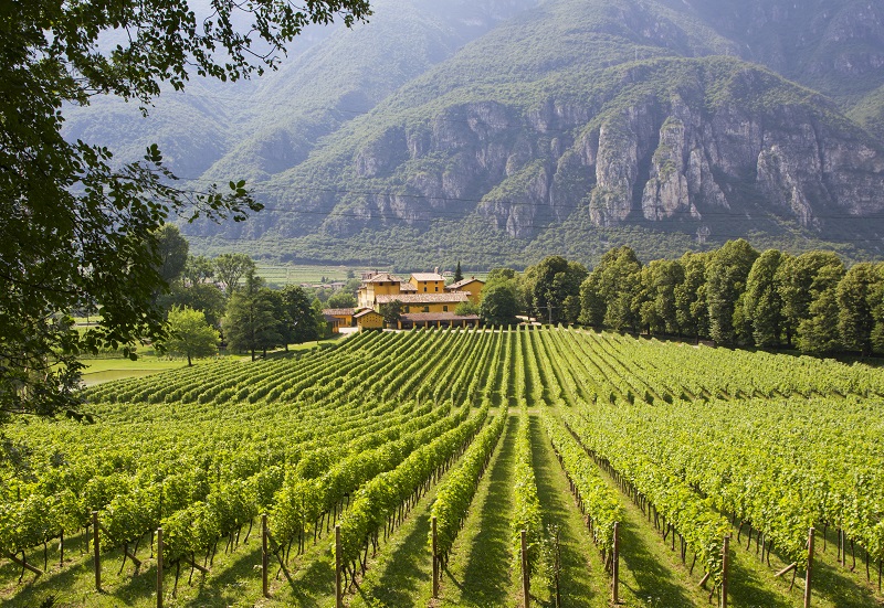 A winery in Trentino-Alto Adige, Italy