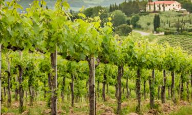 Tuscany Wine and Olive Tour